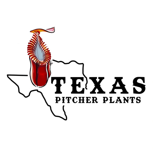 Texas Pitcher Plants 